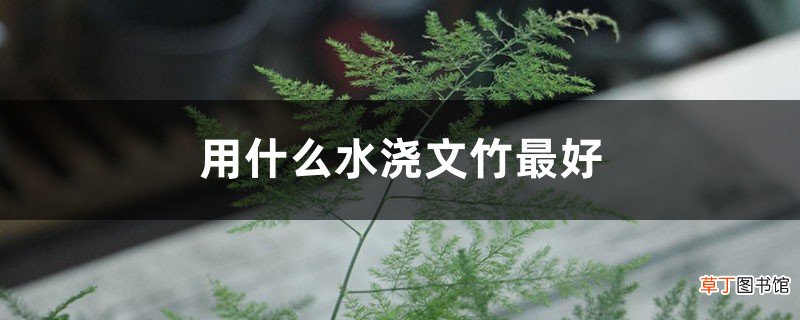 用什么水浇文竹最好