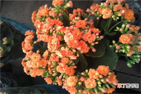 给花喂点黄金水，像打了兴奋剂，大过年开成大花球！