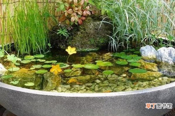 废桶旧盆里添水种花，10分钟成水景，细水长流富贵一生！