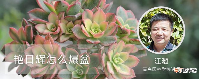 艳日辉怎么爆盆