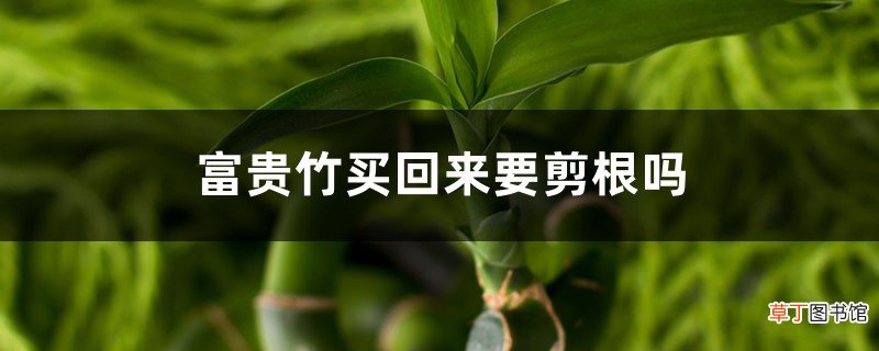 富贵竹买回来要剪根吗