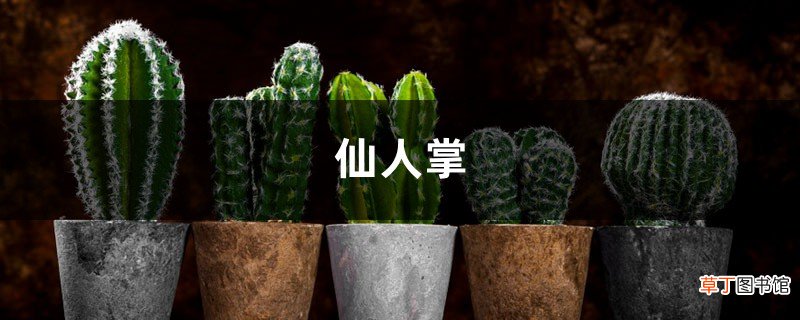 仙人掌多肉长势差，砍一刀丢水里，满瓶都是大白根！