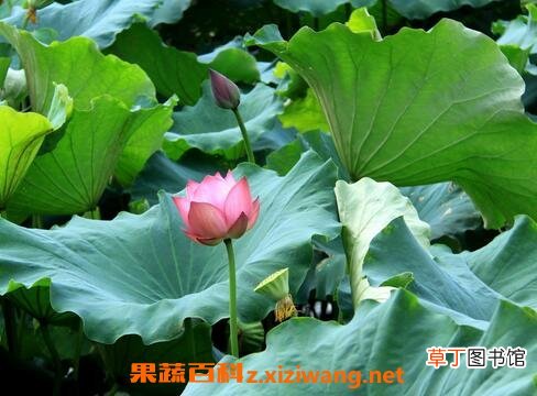 荷叶的功效与作用 荷叶的药用价值