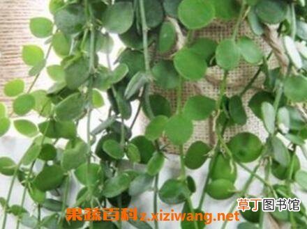 串钱藤怎么养 串钱藤的养殖方法