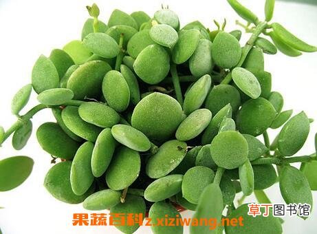串钱藤怎么养 串钱藤的养殖方法