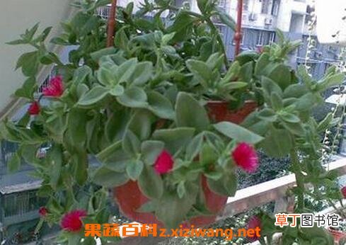 口红吊兰的药用价值与功效