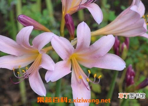 鹿葱花的药用价值与功效作用