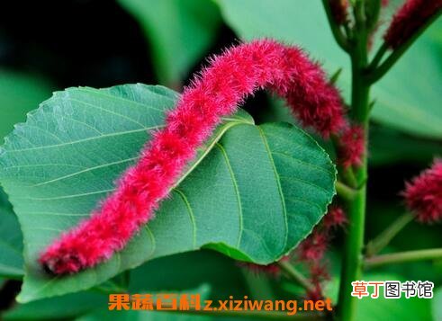狗尾红的功效与作用 狗尾红的观赏价值