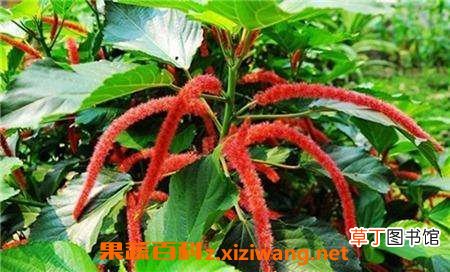 狗尾红的功效与作用 狗尾红的观赏价值