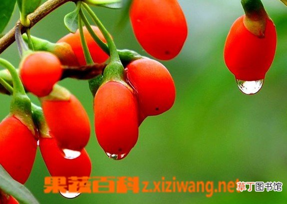 枸杞子的功效与作用及食用方法