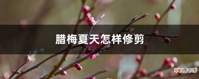 腊梅夏天怎样修剪