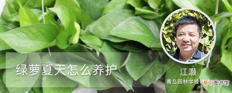 绿萝夏天怎么养护