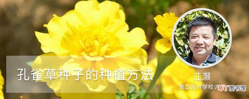 孔雀草种子的种植方法