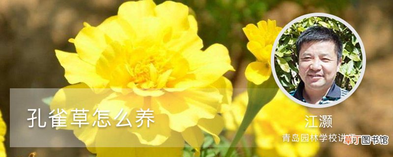 孔雀草怎么养，发芽快吗