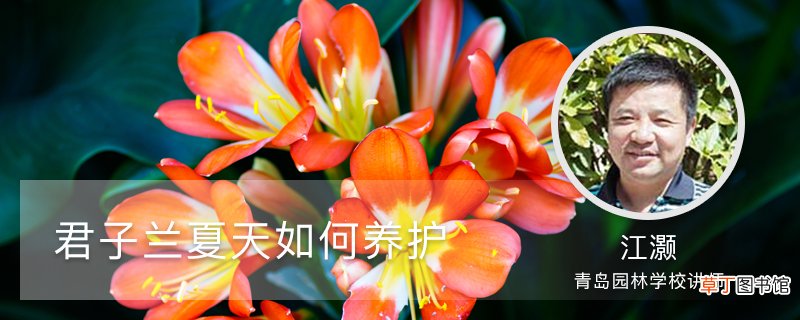 君子兰夏天如何养护