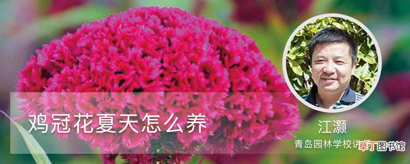 鸡冠花夏天怎么养