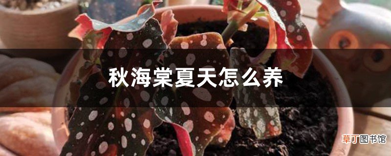 秋海棠夏天怎么养