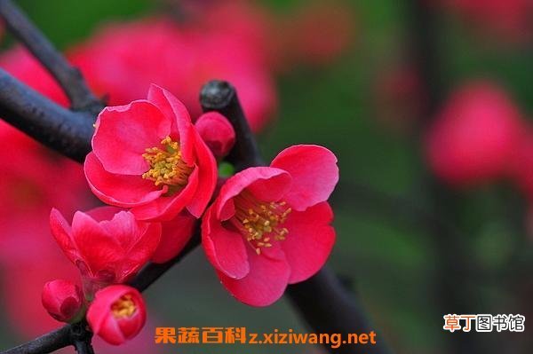 帖梗海棠的功效和药用价值