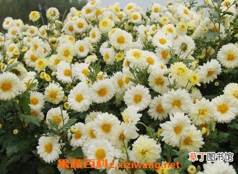 大白菊花的功效与作用