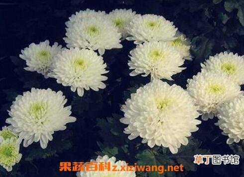 大白菊花的功效与作用