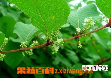 虎杖的功效与作用