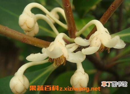 如何养厚皮香花 厚皮香花的养殖方法教程