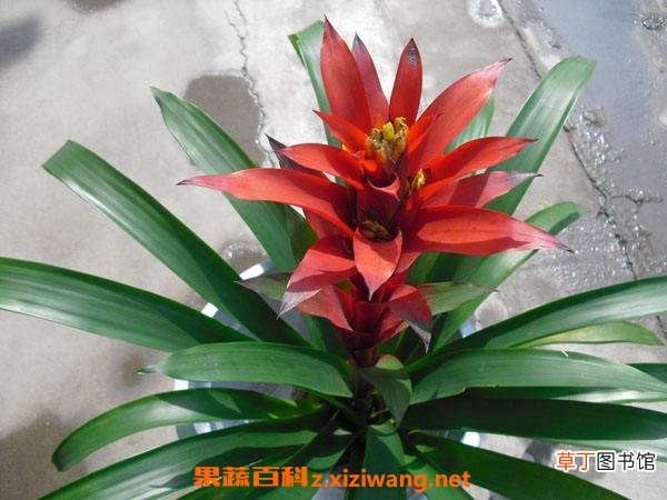 五彩红星的栽培方法和注意事项