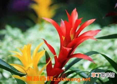 五彩红星的栽培方法和注意事项