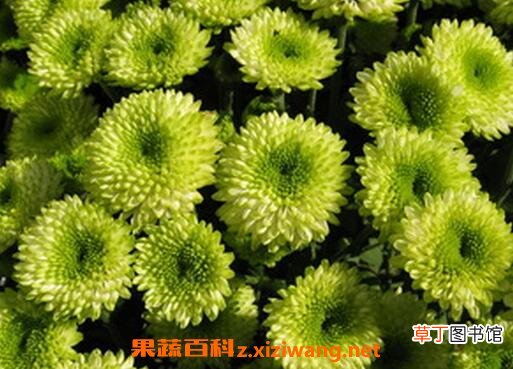绿菊花的功效与禁忌