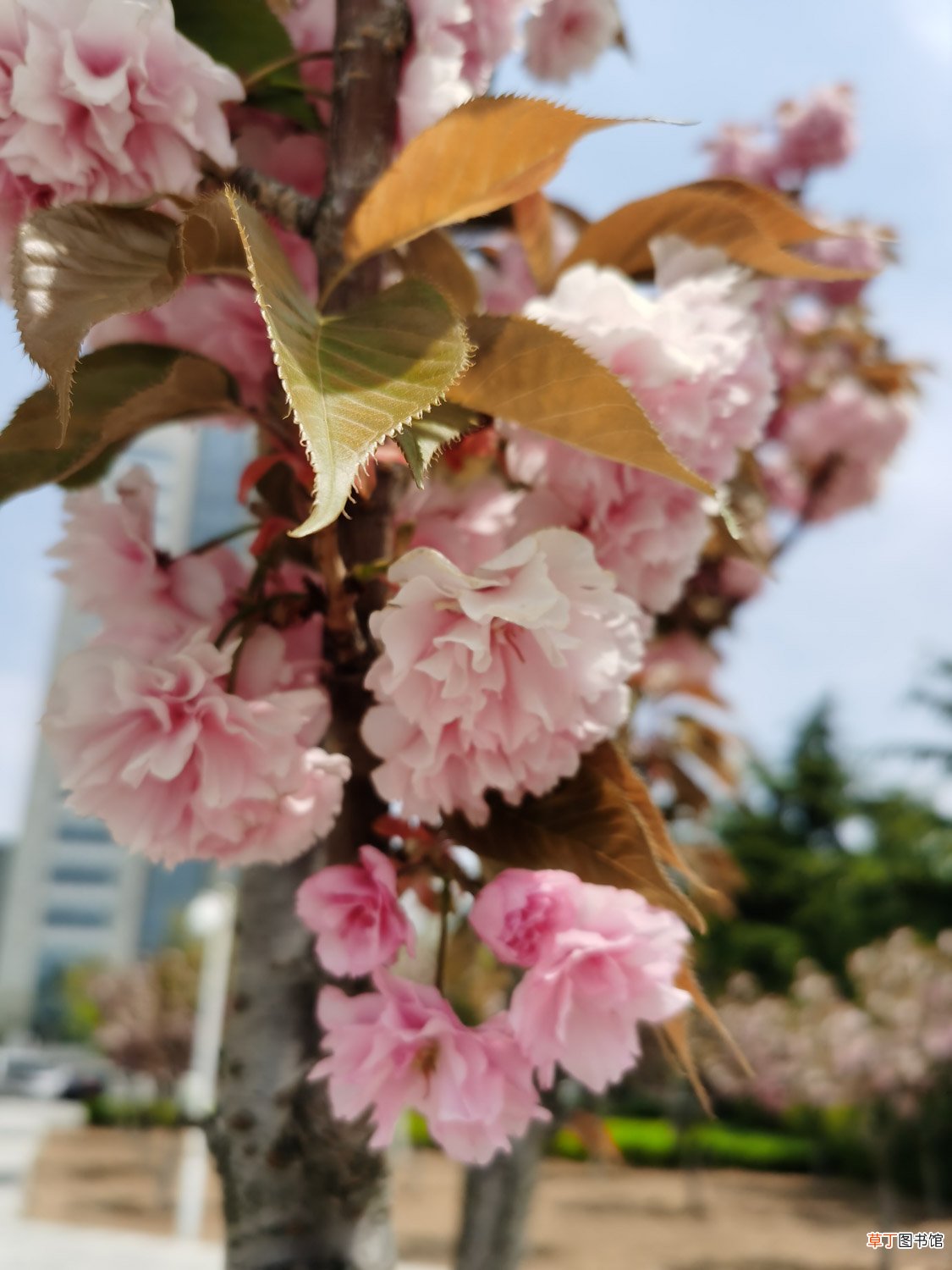 盆栽日本樱花怎么养