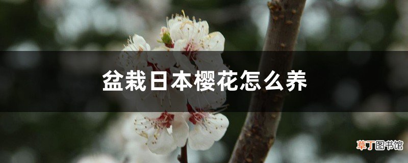 盆栽日本樱花怎么养