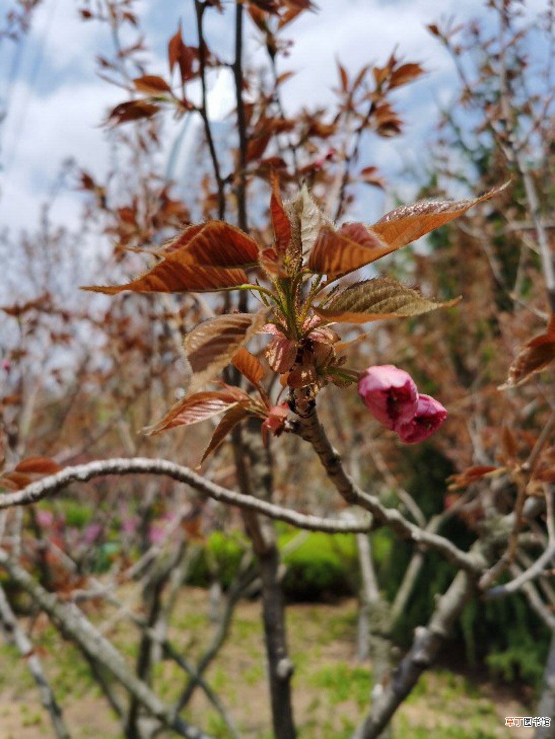盆栽日本樱花怎么养