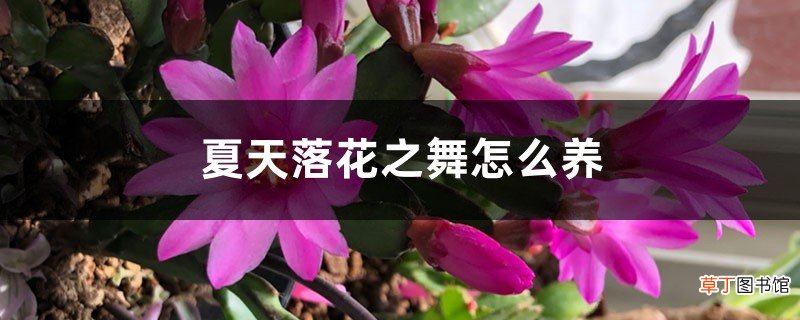 夏天落花之舞怎么养