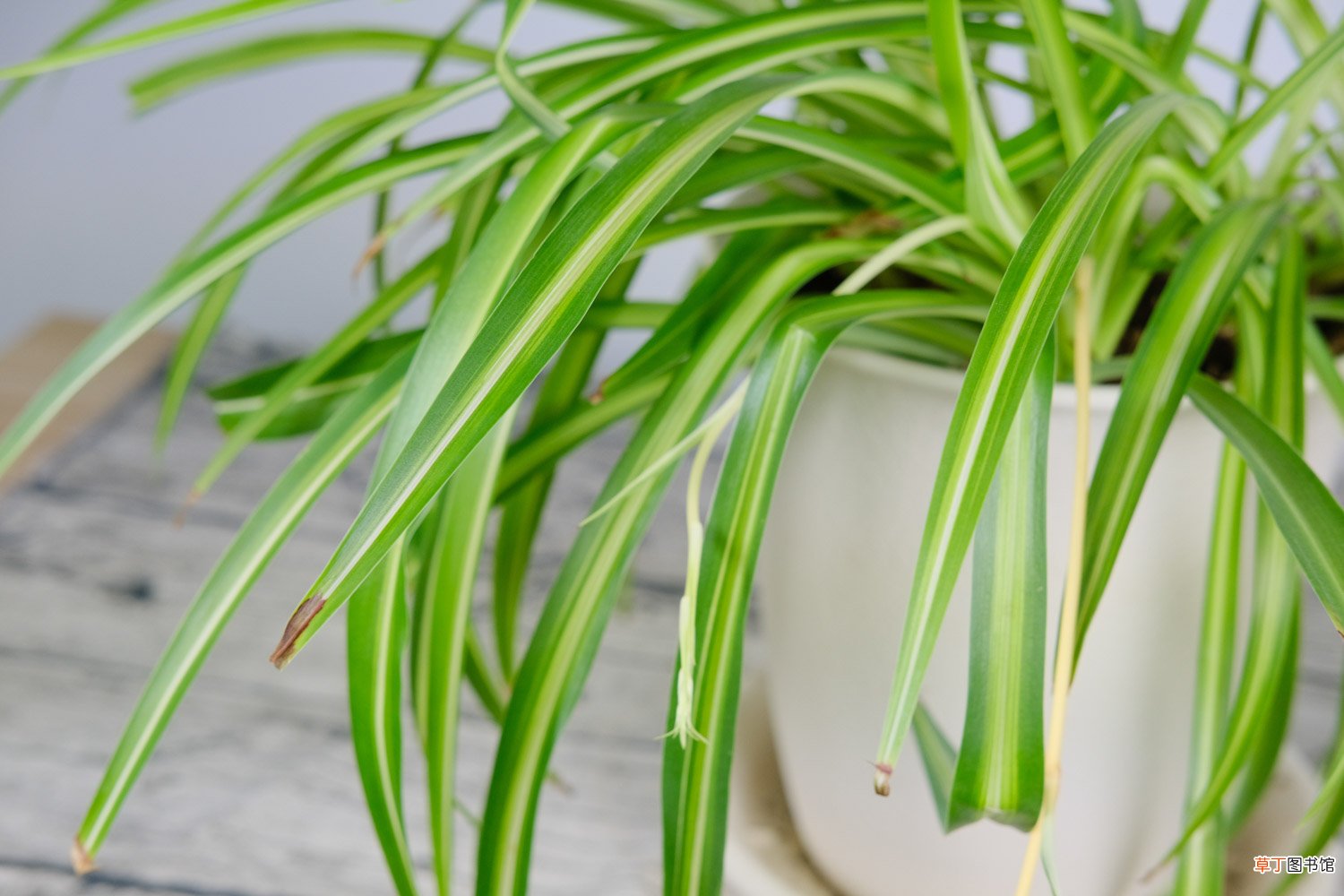 吊兰养殖有“四忌”，避开这4点，叶子疯长成瀑布