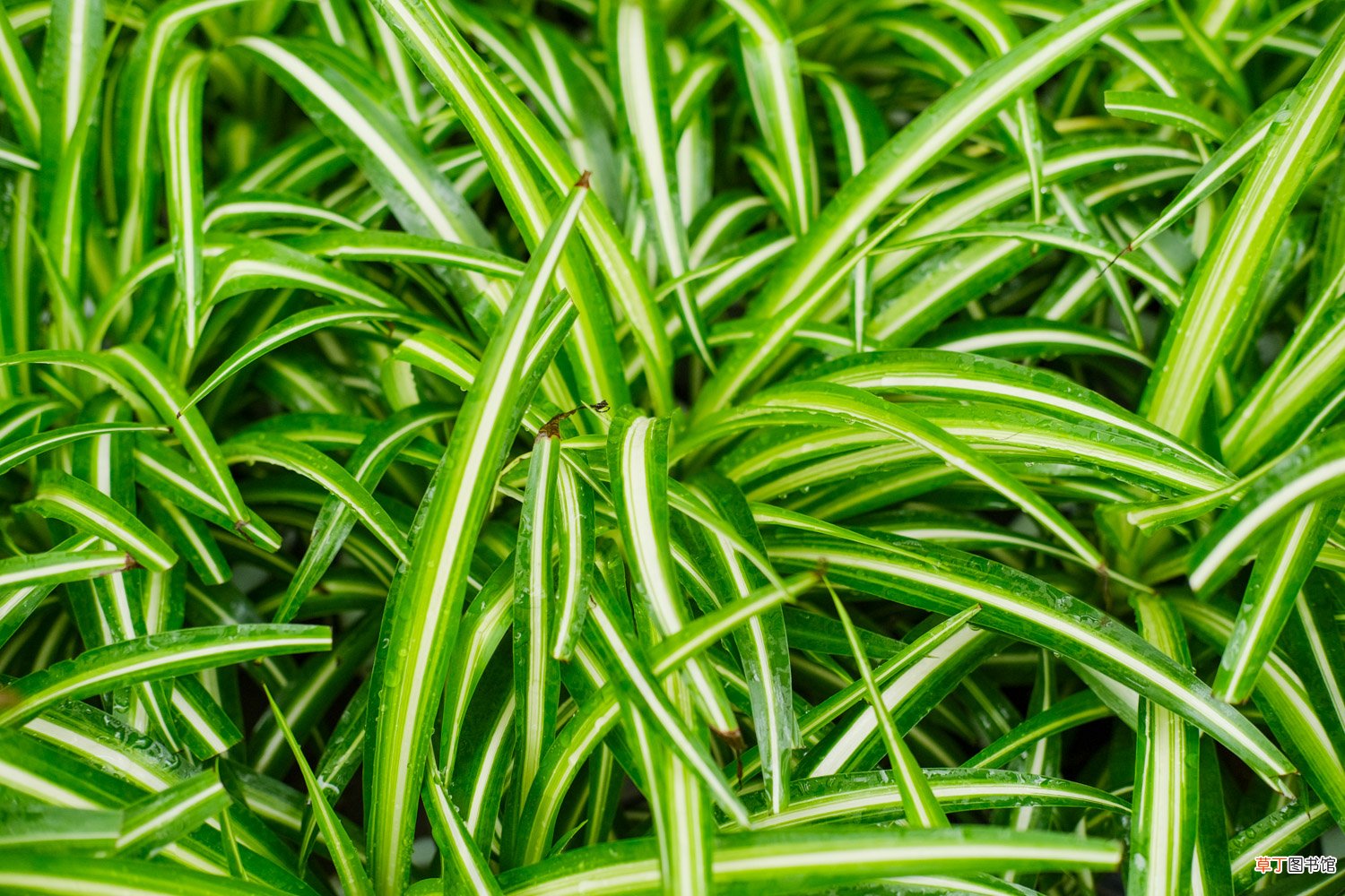 吊兰养殖有“四忌”，避开这4点，叶子疯长成瀑布