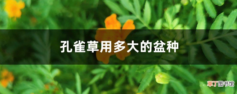 孔雀草用多大的盆种，怎么浇水