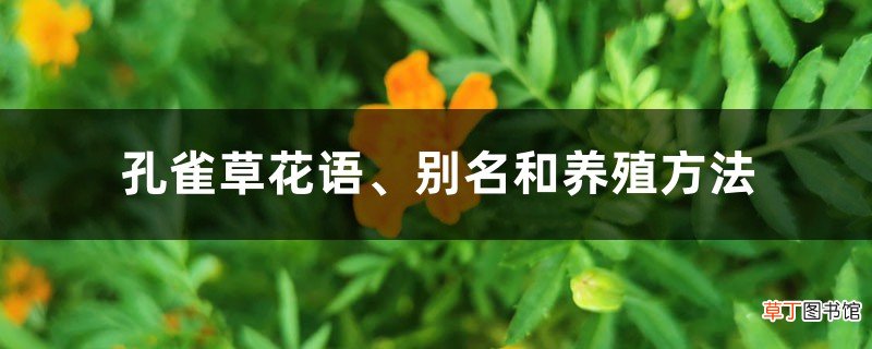 孔雀草花语、别名和养殖方法
