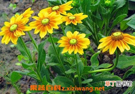 金光菊的病虫害防治