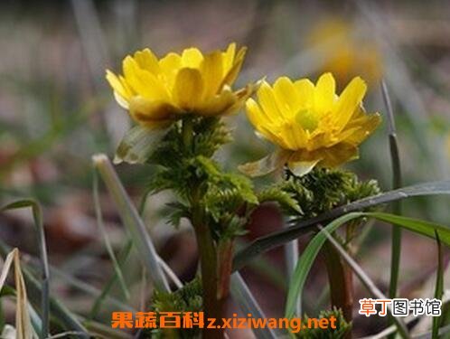 福寿草的功效与作用及药用价值