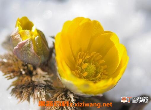 福寿草的功效与作用及药用价值
