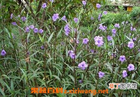 翠芦莉有什么功效和作用