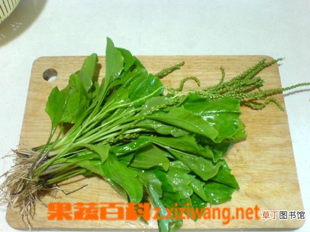 车前草的功效与作用及食用方法