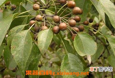 杜梨怎么养殖 杜梨的养殖方法技巧