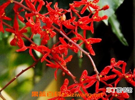 火焰兰图片 火焰兰的养殖方法