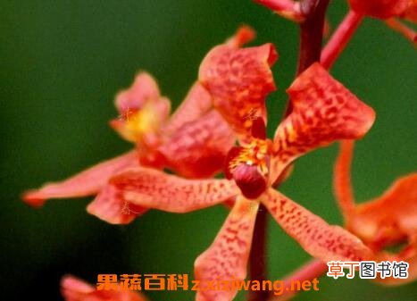 火焰兰图片 火焰兰的养殖方法