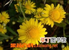 野菊花的功效与作用及食用方法
