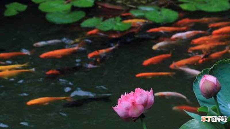 连年有余的连的谐音
