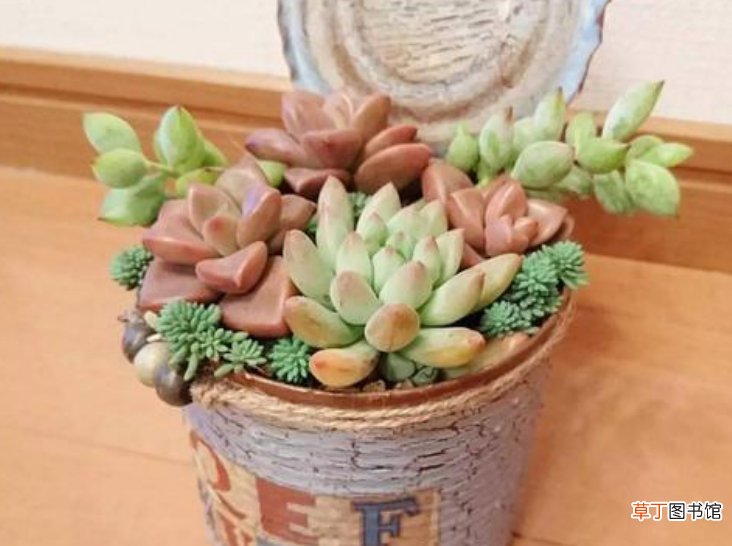 小白药怎么用
