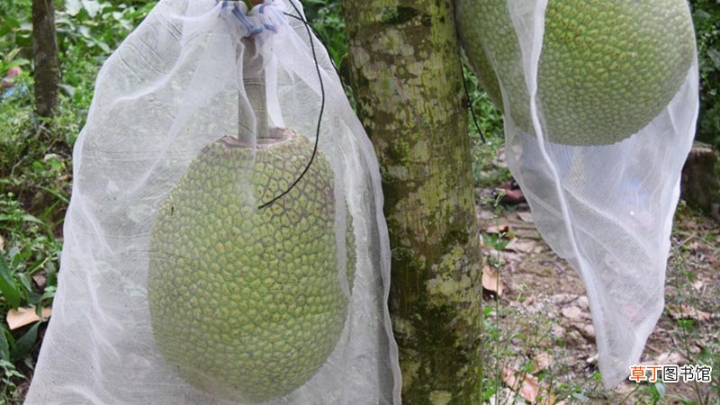 菠萝蜜能放多久