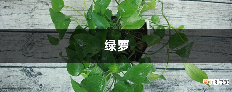 王大妈对付绿萝“黄叶”有一手，这“溶液”浇上，没几天就返青！
